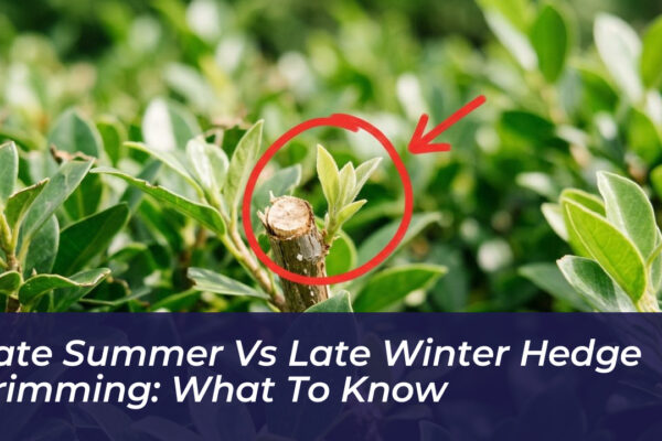 late summer vs late winter hedge trimming what to know d296
