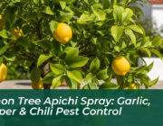lemon tree apichi spray garlic pepper chili pest control MUrY