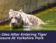 man dies after entering tiger enclosure at yorkshire park lKrL