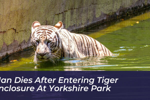 man dies after entering tiger enclosure at yorkshire park lKrL
