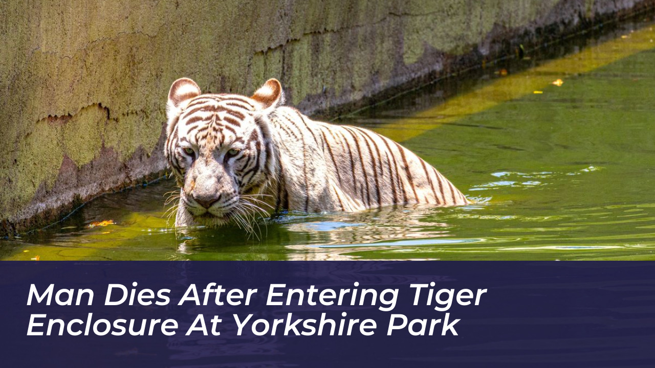 man dies after entering tiger enclosure at yorkshire park lKrL