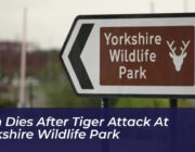 man dies after tiger attack at yorkshire wildlife park 2RQN