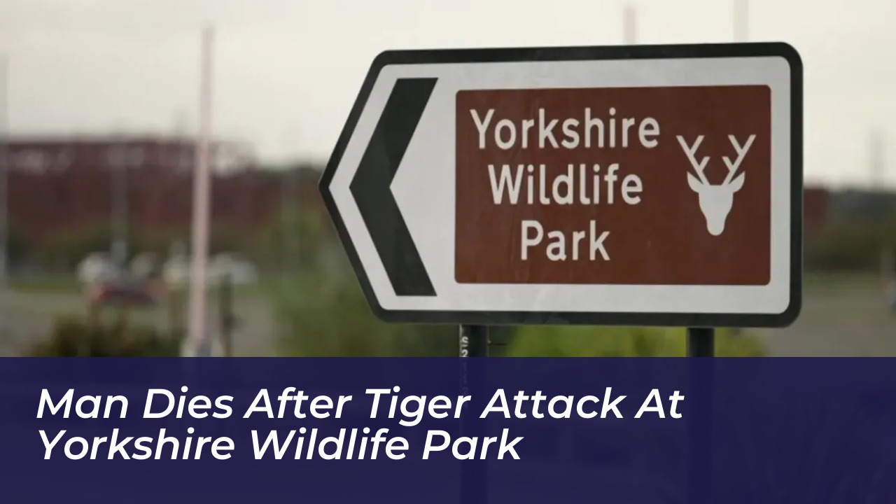 man dies after tiger attack at yorkshire wildlife park 2RQN