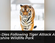 man dies following tiger attack at yorkshire wildlife park wbEa