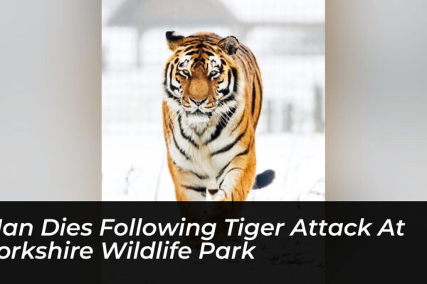 man dies following tiger attack at yorkshire wildlife park wbEa