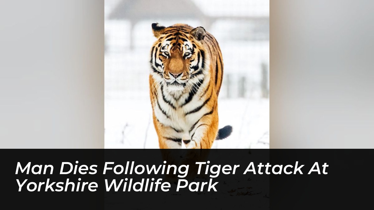 man dies following tiger attack at yorkshire wildlife park wbEa