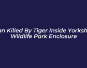 man killed by tiger inside yorkshire wildlife park enclosure vm0F