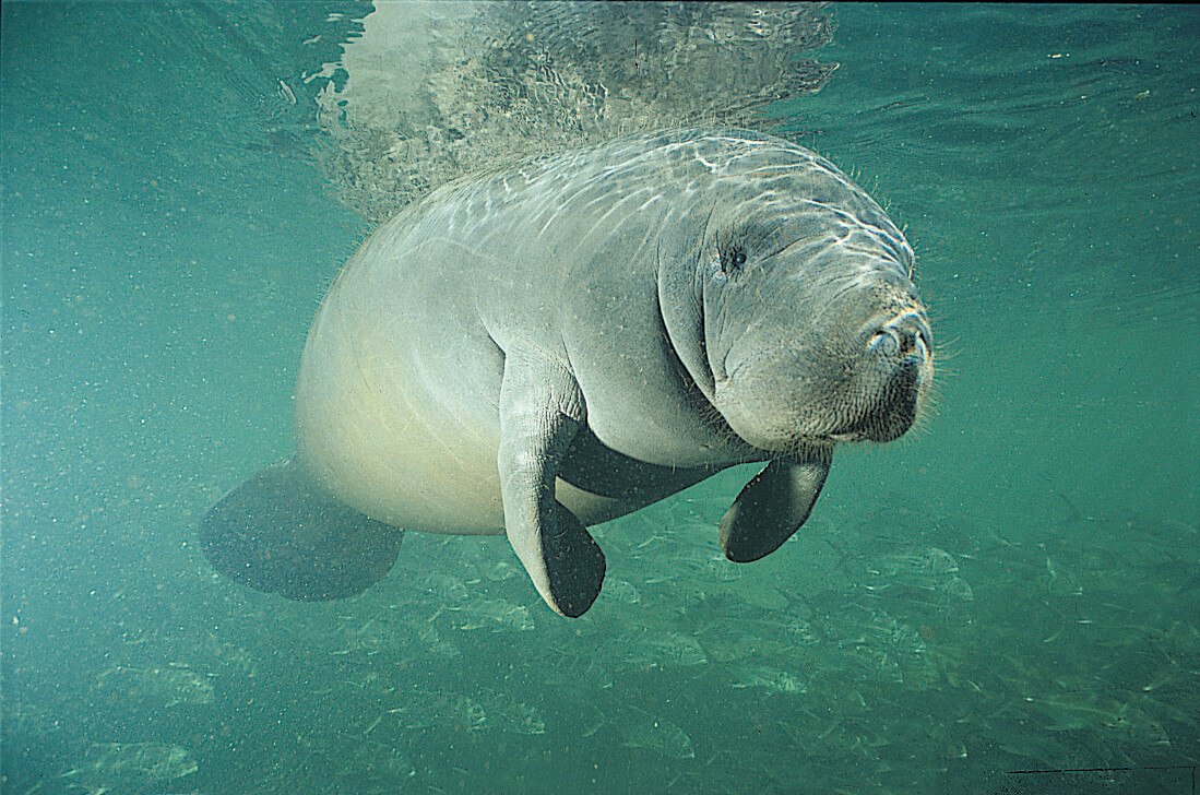 Ohio Zoos Transfer Four Rescued Manatees to Florida 4 Manatee Rehabilitation Center Foam Container Transport