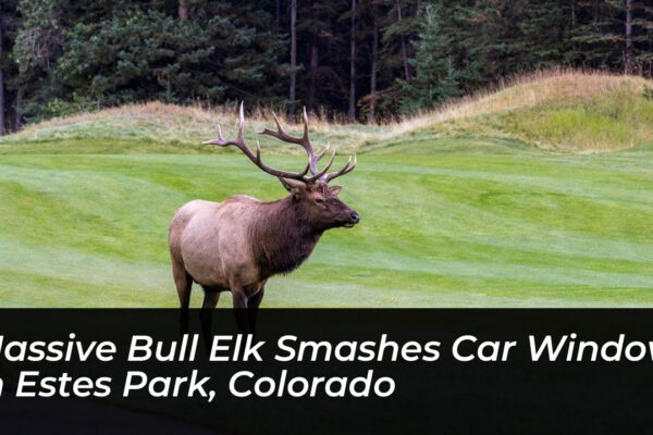 massive bull elk smashes car window in estes park colorado AncG