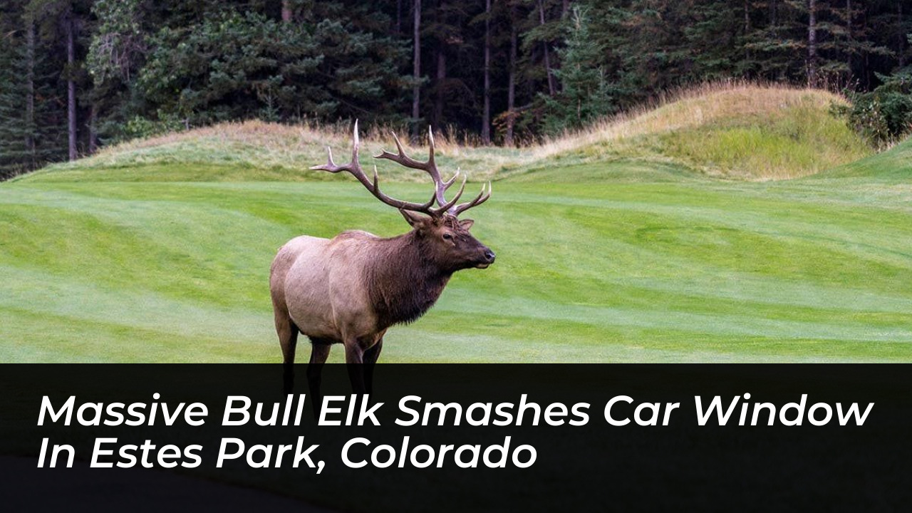 massive bull elk smashes car window in estes park colorado AncG