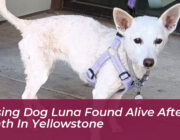 missing dog luna found alive after month in yellowstone MzdP