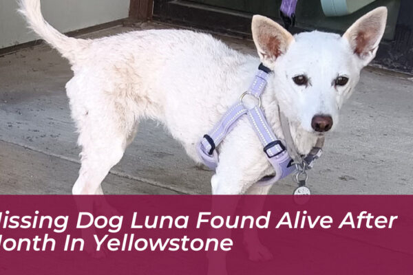 missing dog luna found alive after month in yellowstone MzdP