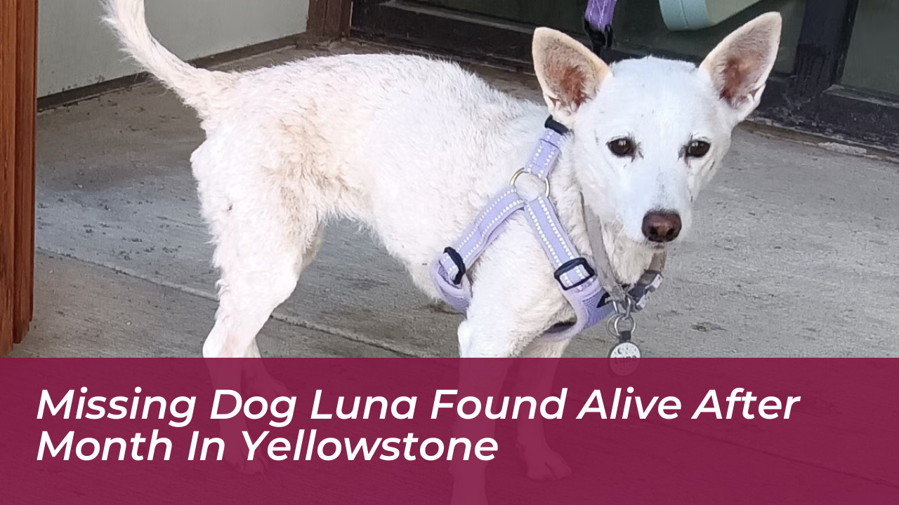 missing dog luna found alive after month in yellowstone MzdP