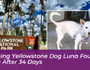 missing yellowstone dog luna found safe after 34 days 8wzk