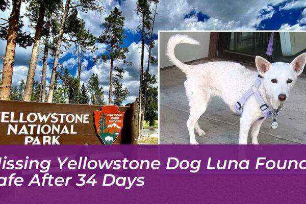 missing yellowstone dog luna found safe after 34 days 8wzk