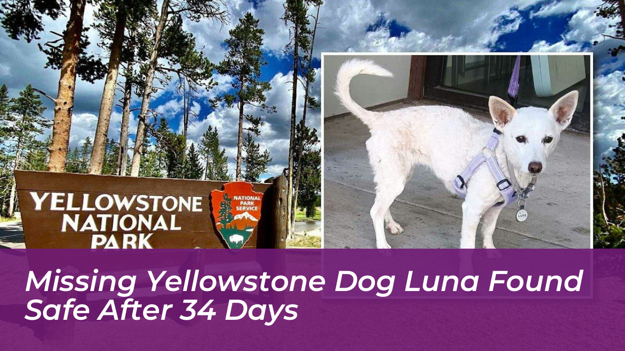 missing yellowstone dog luna found safe after 34 days 8wzk