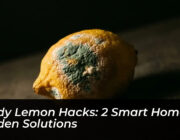 moldy lemon hacks 2 smart home garden solutions wJk2