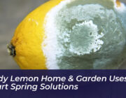 moldy lemon home garden uses 2 smart spring solutions DkBE