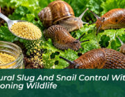 natural slug and snail control without poisoning wildlife paWQ