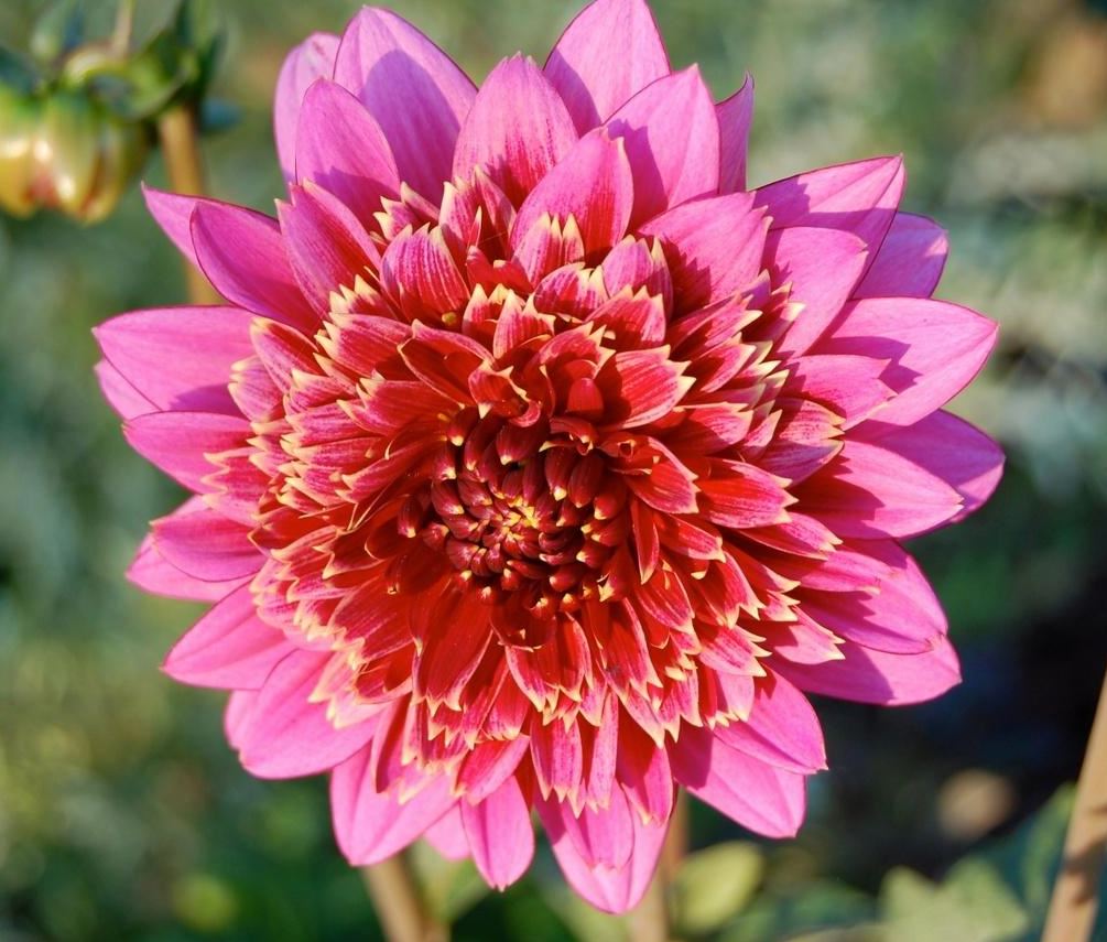 360 Rare Dahlia Tubers Up for Grabs as Neuss Grounds Clear 4 Neuss Dahlia Tubers Garden Show