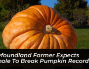 newfoundland farmer expects pothole to break pumpkin record bAc5