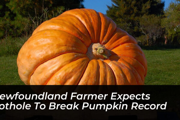 newfoundland farmer expects pothole to break pumpkin record bAc5
