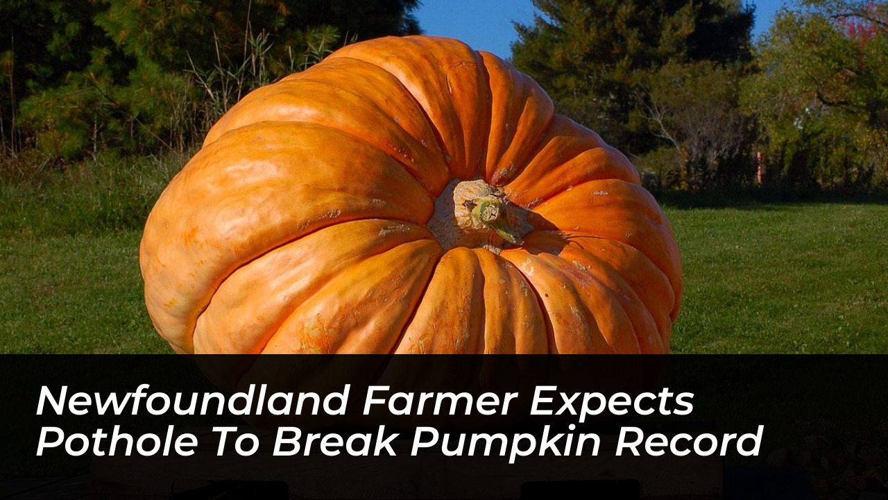 newfoundland farmer expects pothole to break pumpkin record bAc5