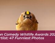 nikon comedy wildlife awards 2026 shortlist 47 funniest photos XFmi