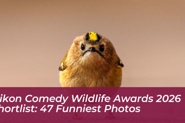nikon comedy wildlife awards 2026 shortlist 47 funniest photos XFmi