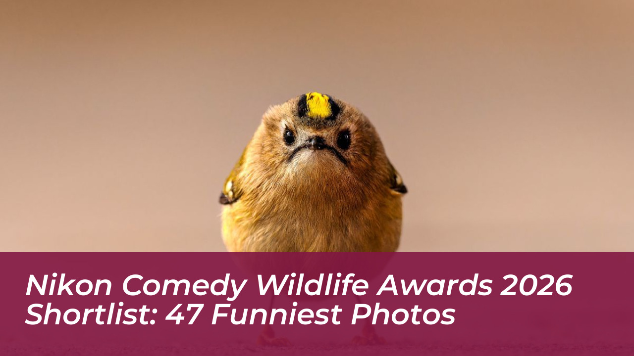 nikon comedy wildlife awards 2026 shortlist 47 funniest photos XFmi