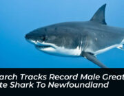 ocearch tracks record male great white shark to newfoundland dvsM