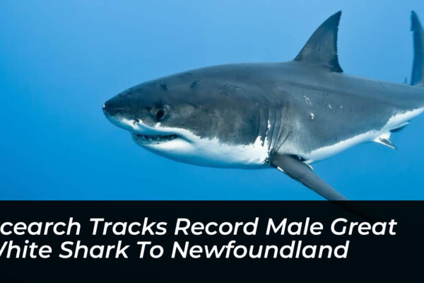 ocearch tracks record male great white shark to newfoundland dvsM