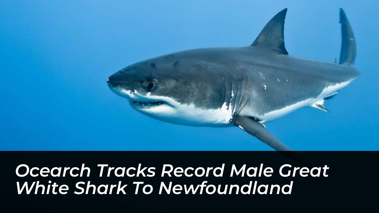 ocearch tracks record male great white shark to newfoundland dvsM