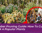 october pruning guide how to cut back 4 popular plants ICYc