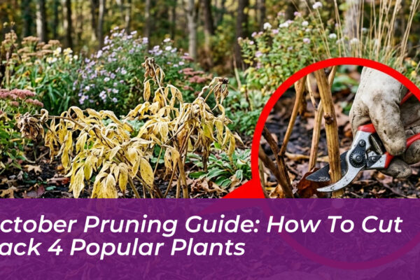 october pruning guide how to cut back 4 popular plants ICYc