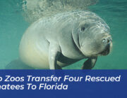 ohio zoos transfer four rescued manatees to florida JU3t