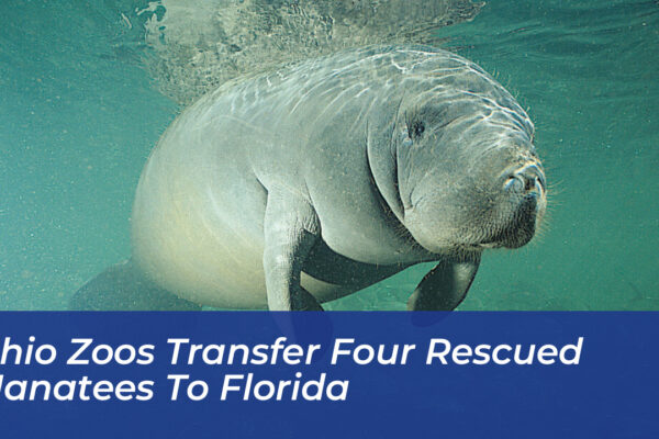 ohio zoos transfer four rescued manatees to florida JU3t