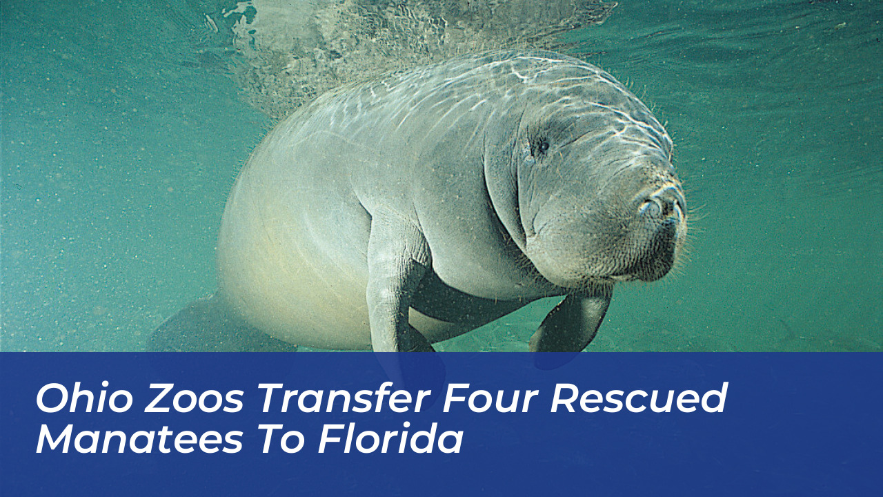 ohio zoos transfer four rescued manatees to florida JU3t