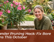 oleander pruning hack fix bare stems this october hAro