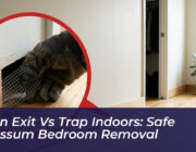 open exit vs trap indoors safe opossum bedroom removal 11mM