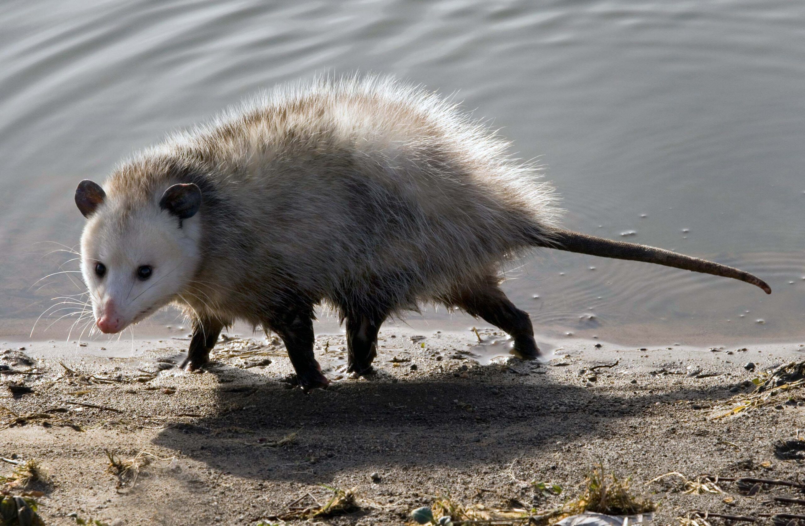 Open Exit vs Trap Indoors: Safe Opossum Bedroom Removal 4 Opossum Wildlife Indoor House Bedroom