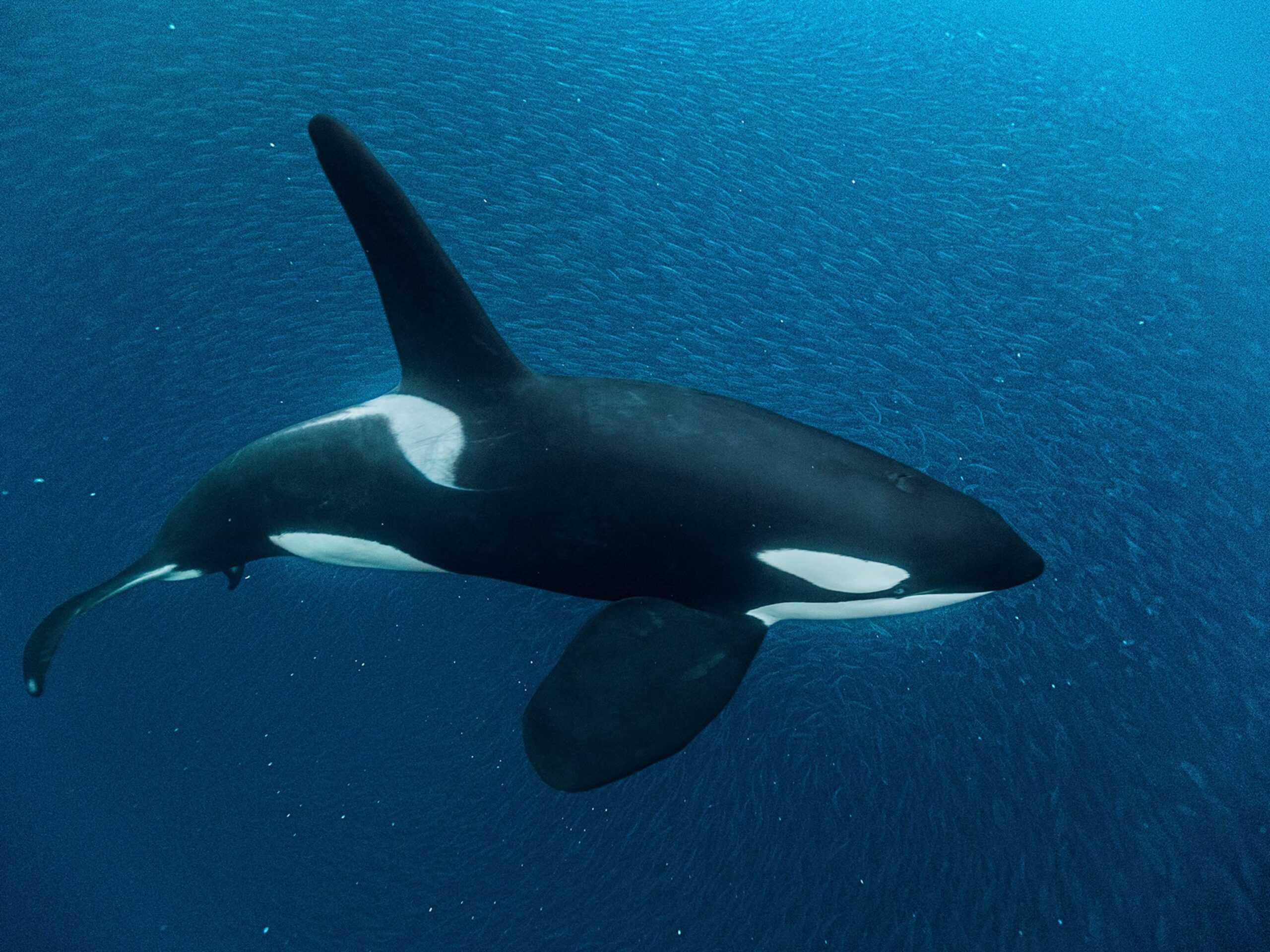 Orca Killer Whale Hunting Great White Shark Ocean