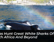 orcas hunt great white sharks off south africa and beyond qcLA