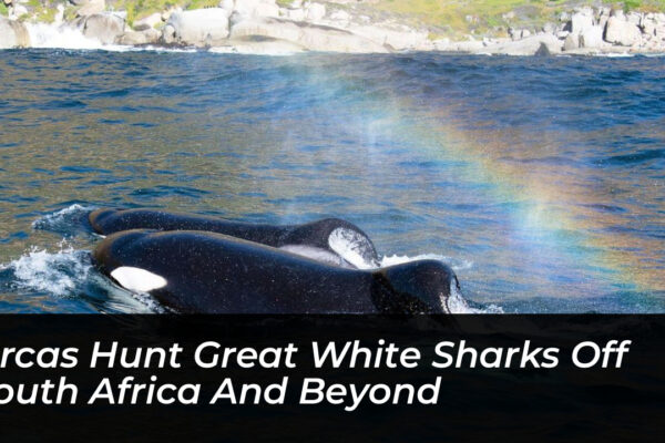 orcas hunt great white sharks off south africa and beyond qcLA