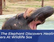 pari the elephant discovers healing waters at wildlife sos MPr4