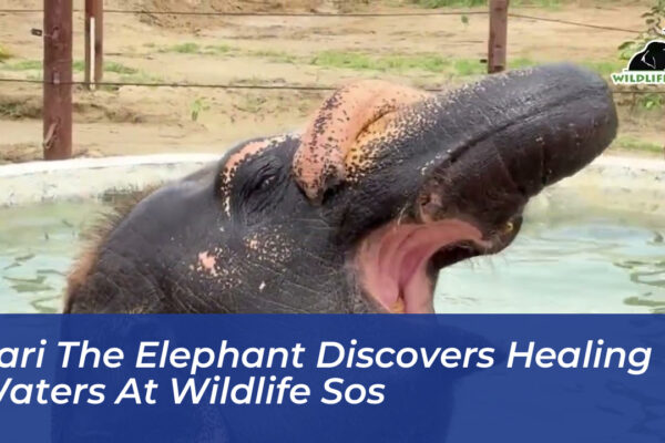 pari the elephant discovers healing waters at wildlife sos MPr4
