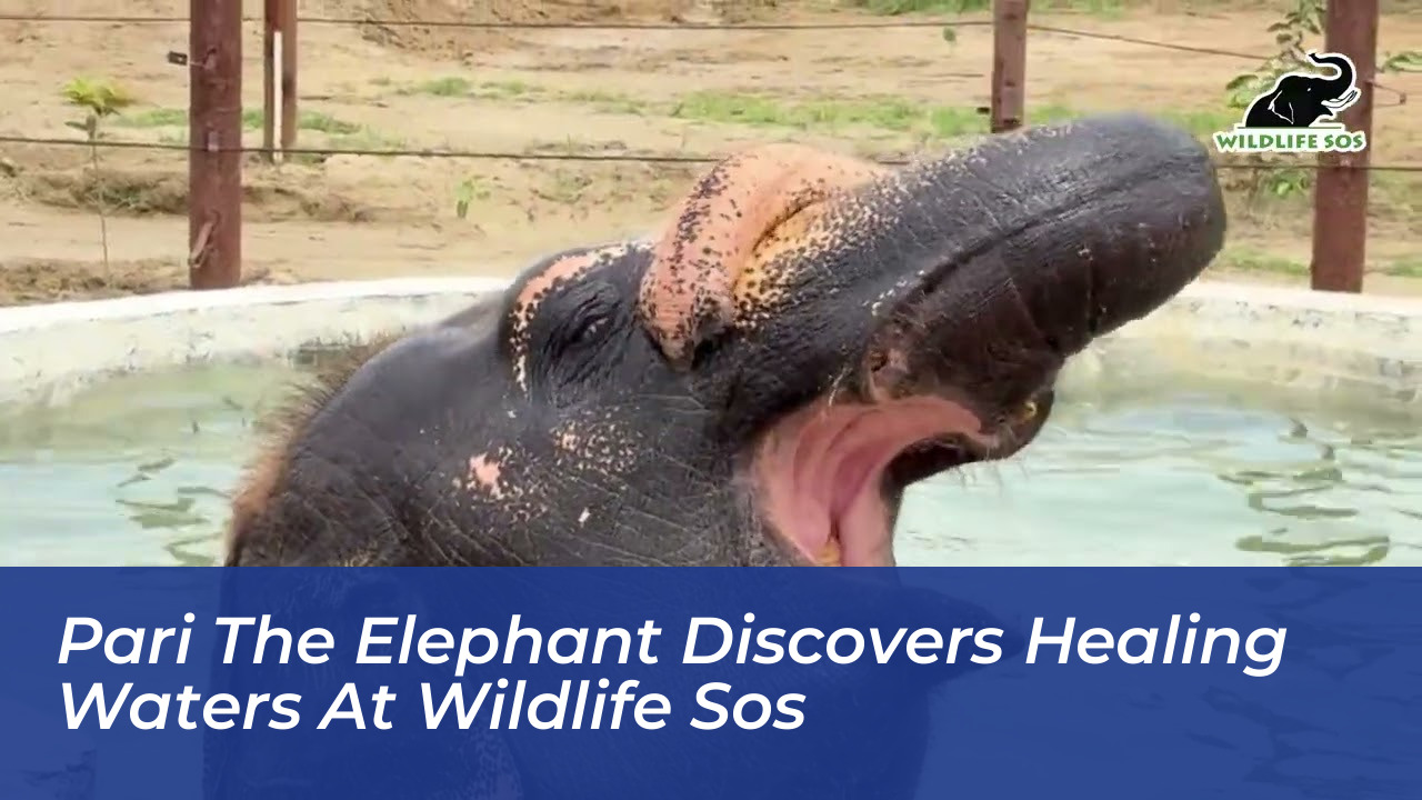 pari the elephant discovers healing waters at wildlife sos MPr4