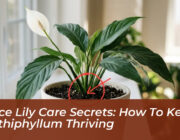 peace lily care secrets how to keep spathiphyllum thriving 3dwV