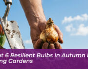 plant 6 resilient bulbs in autumn for spring gardens ZAYM