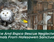 police and rspca rescue neglected animals from halesowen sanctuary 6Szl